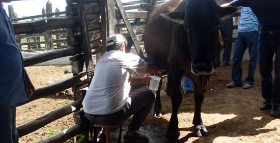 Curso de ordenha em mairi 19  display