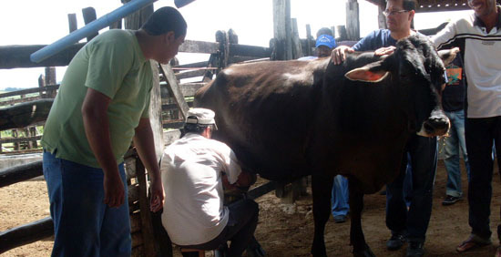 Curso de ordenha em mairi 21  display