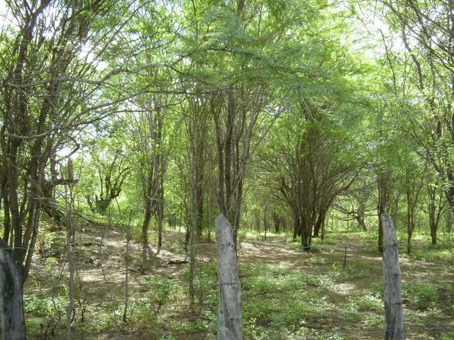 Algaroba display