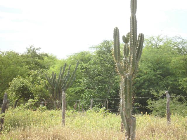 Mandacaru display