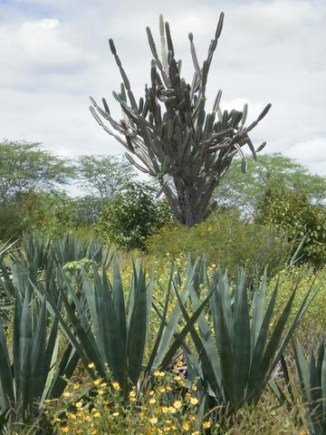 Sisal e mandacaru display