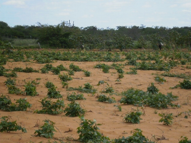 Feijao display