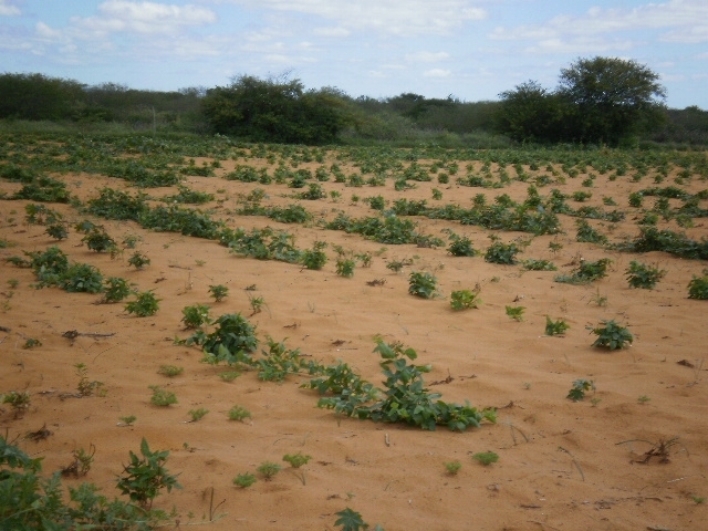 Feijao 04 display