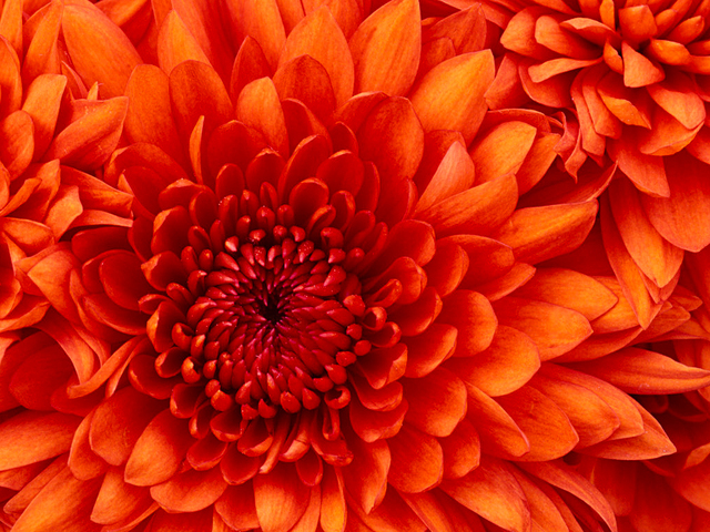 Chrysanthemum display